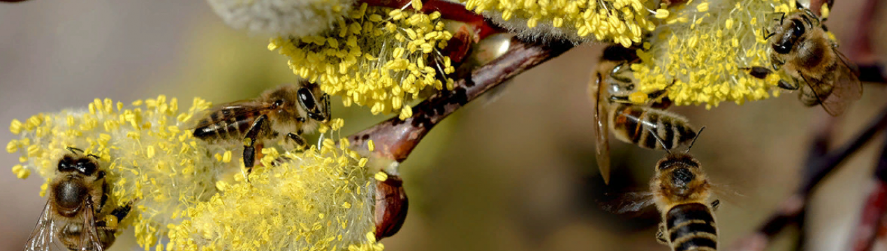 Ведмеді прокидаються від зимового сну