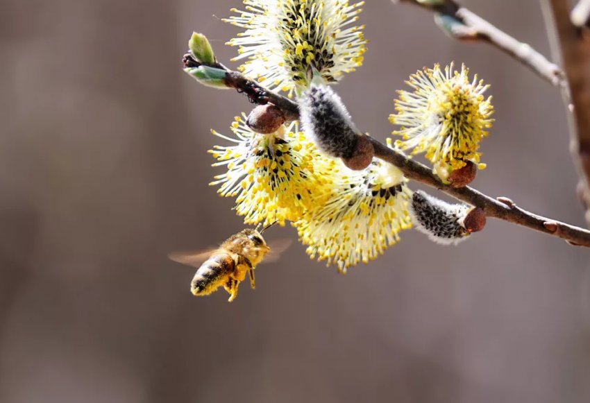 Оси прокидаються від зимового сну Оси прокидаються від зимового сну