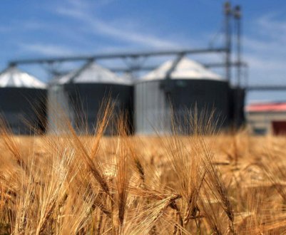 Україна та Росія обмежать експорт зерна через спалах коронавірусу