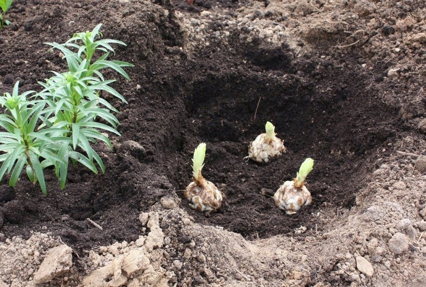 Весняна посадка лілій