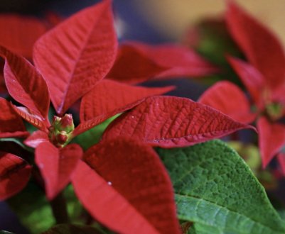 Пуансеттія: догляд в домашніх умовах, пересадка, обрізка, хвороби, прикмети і забобони