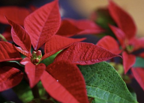 Пуансеттія: догляд в домашніх умовах, пересадка, обрізка, хвороби, прикмети і забобони