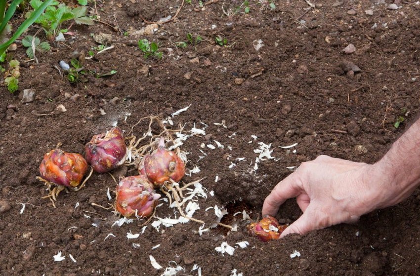 Весняна посадка лілій