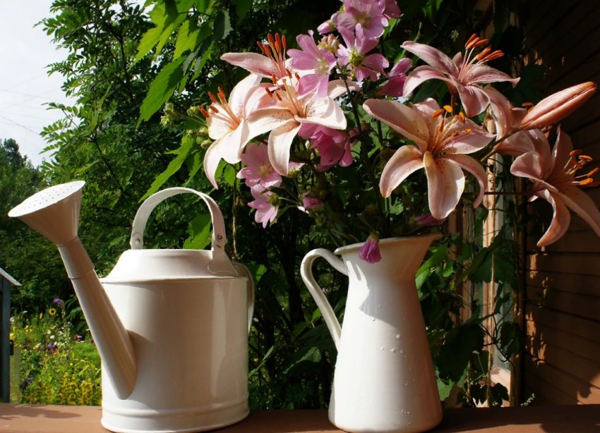 Весняна посадка лілій