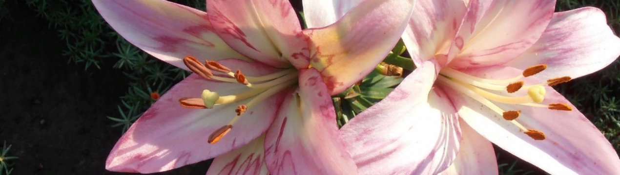 Весняна посадка лілій