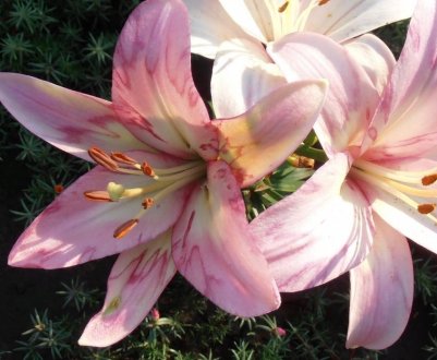 Весняна посадка лілій