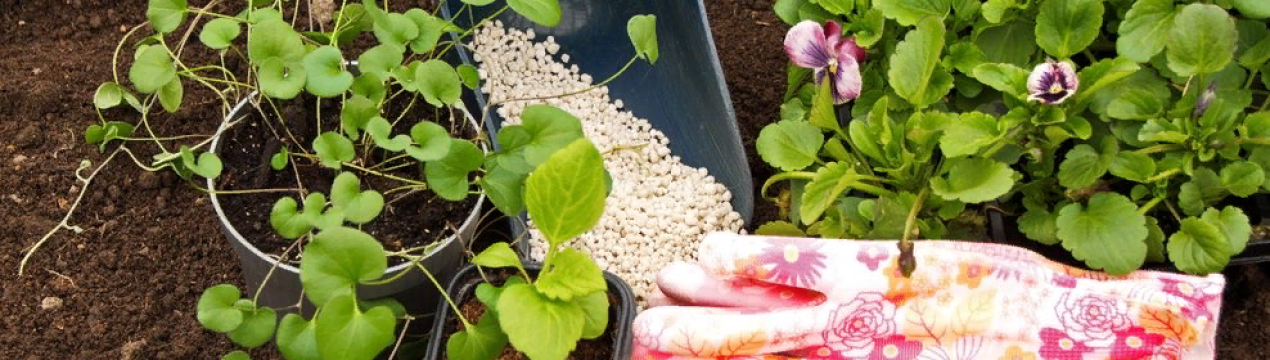 Чим удобрювати квітник навесні