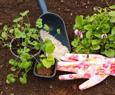 Чим удобрювати квітник навесні