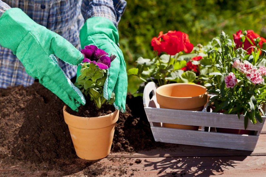 Чим удобрювати квітник навесні Чим удобрювати квітник навесні