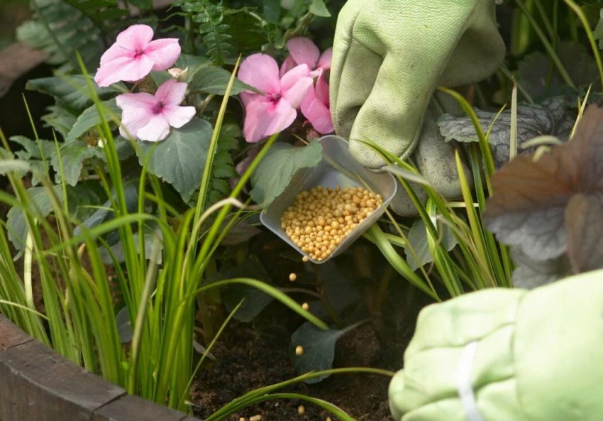 Чим удобрювати квітник навесні Чим удобрювати квітник навесні