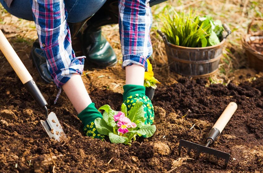 Чим удобрювати квітник навесні Чим удобрювати квітник навесні