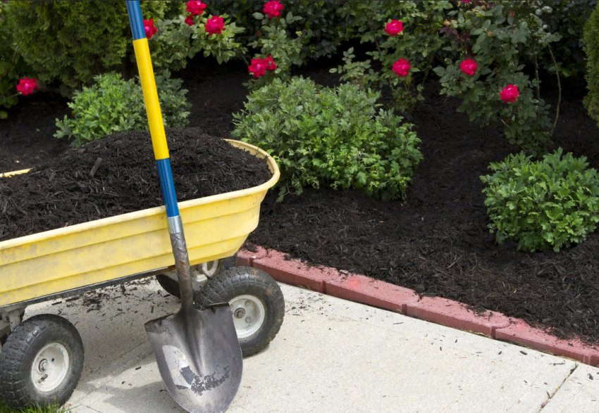 Чим удобрювати квітник навесні Чим удобрювати квітник навесні