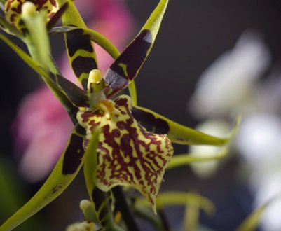 Орхідея-павук: особливості догляду