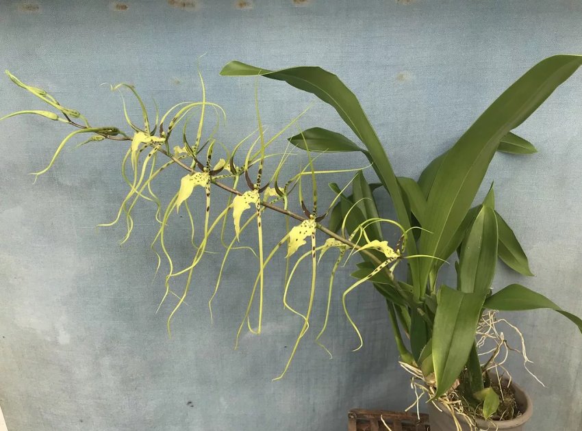 Орхідея-павук: особливості догляду