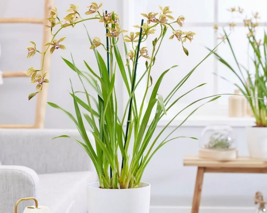 Орхідея-павук: особливості догляду