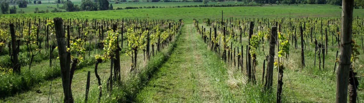 Сільськогосподарська галузь Португалії зазнала 50% зниження експорту