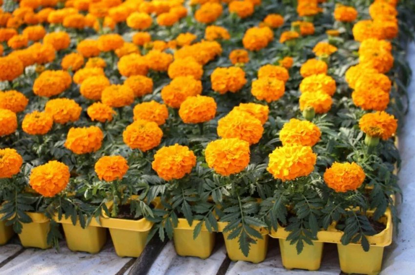 розсаду бархатців без ґрунту