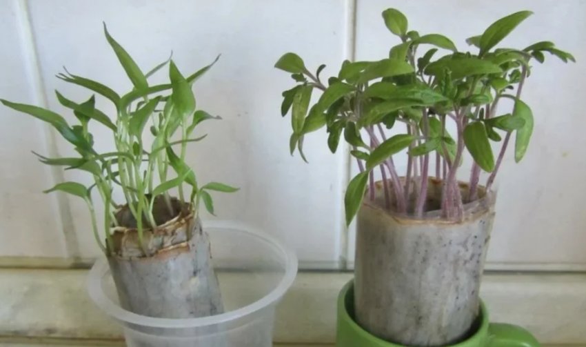 рослин-бархатців без землі