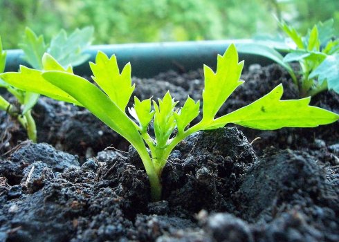 Выращивания рассады бархатцев без земли