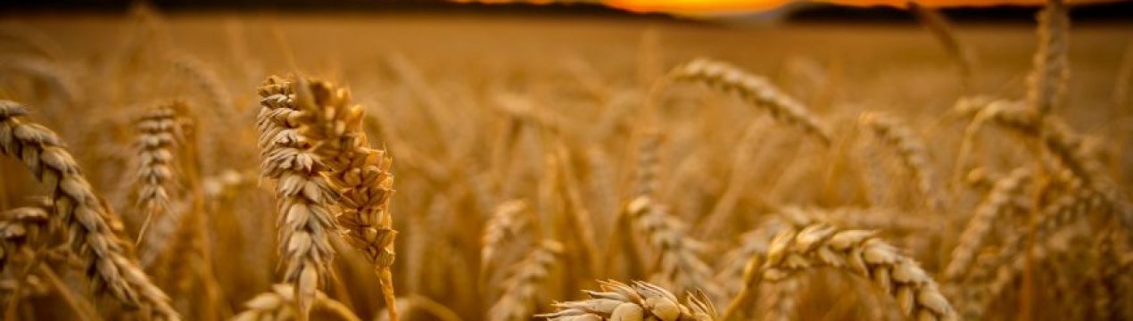 Франція набирає безробітних для сезонних робіт, агробізнес Болгарії також бажає те ж саме