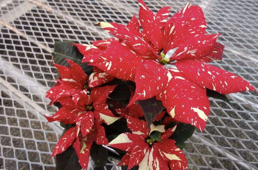 Різдвяна зірка Різдвяна зірка