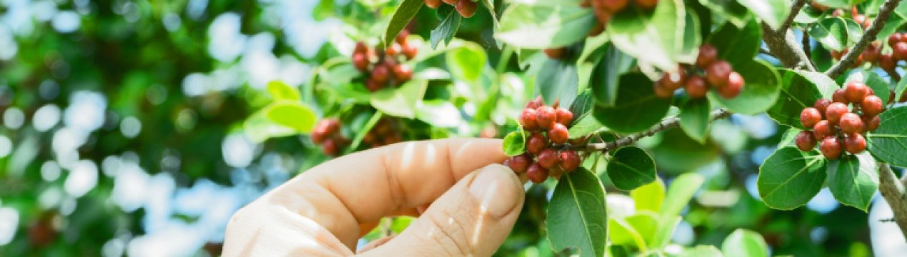 Країни-члени ЄС будуть обмінюватися інформацією про потребу у сезонних працівниках