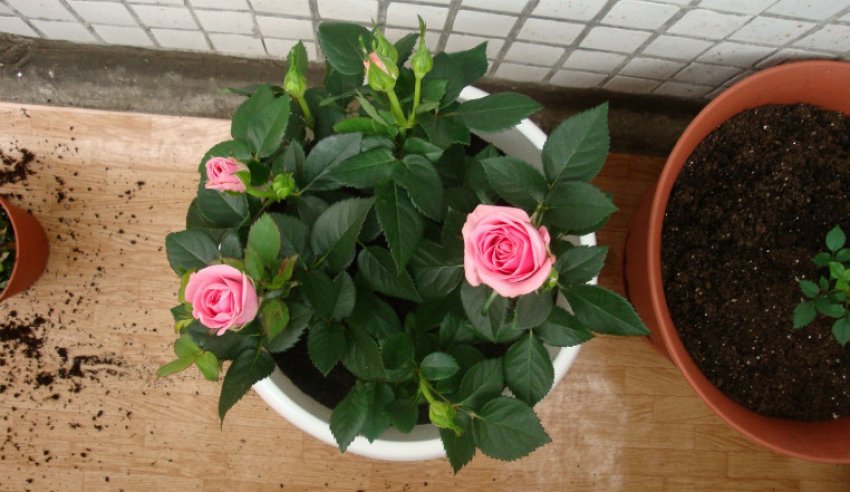 Троянда Кордана Троянда Кордана