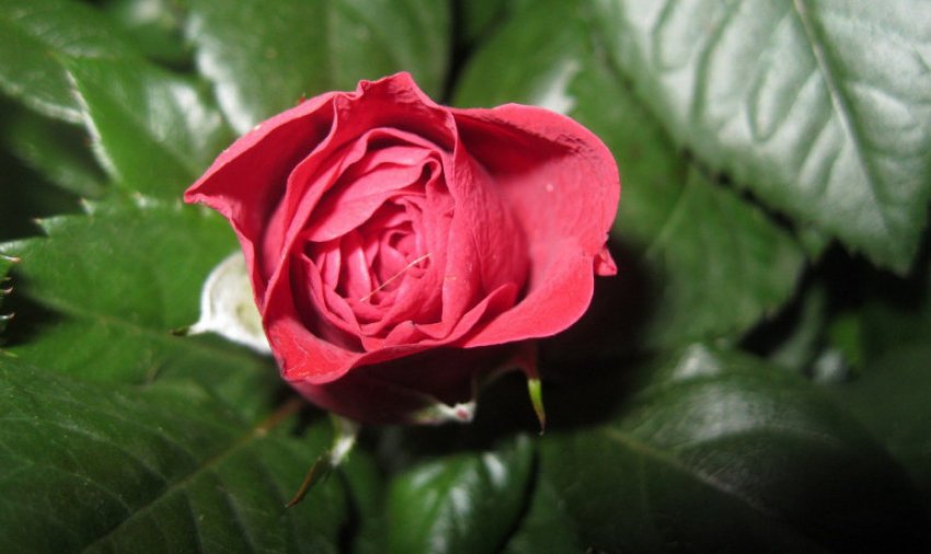 Троянда Кордана Троянда Кордана