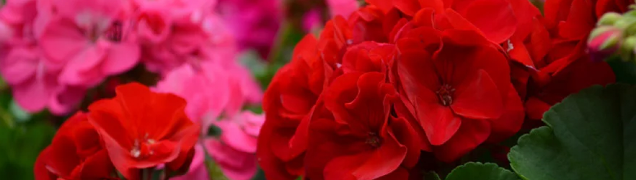 5 секретів розкішного пеларгонія