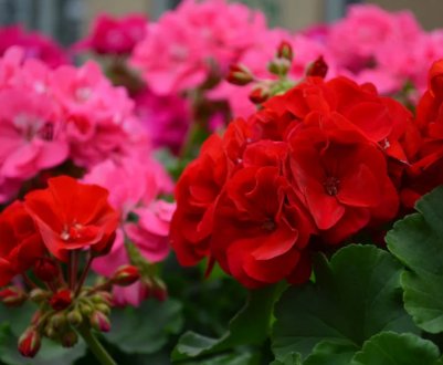 5 секретів розкішного пеларгонія