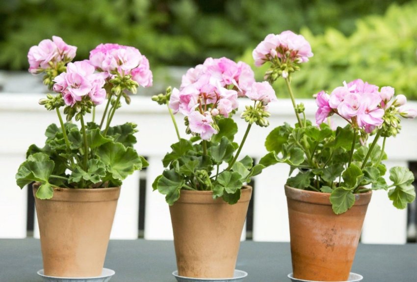 5 секретів пишної пеларгонії 5 секретів пишної пеларгонії