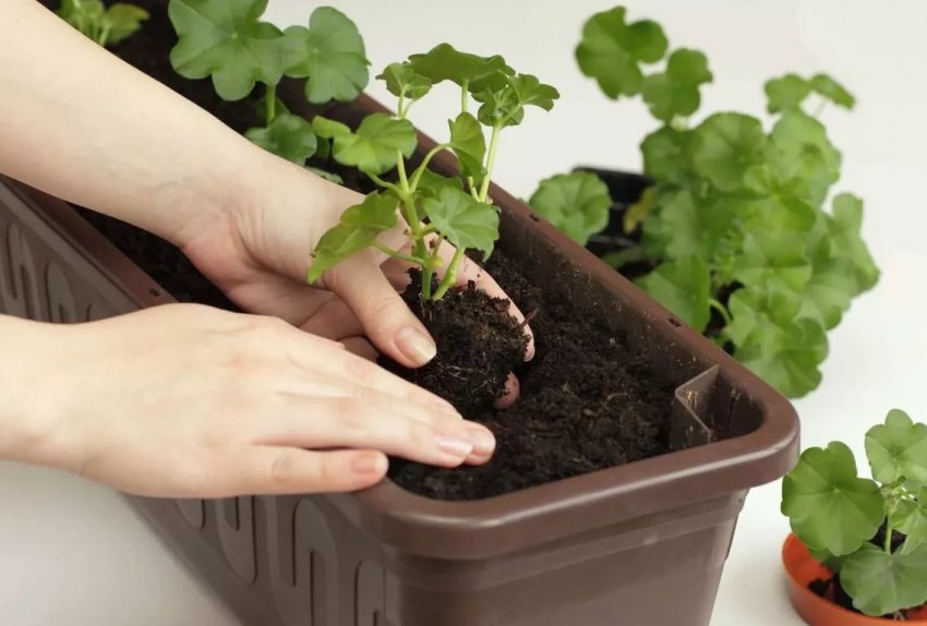 5 секретів пишної пеларгонії 5 секретів пишної пеларгонії