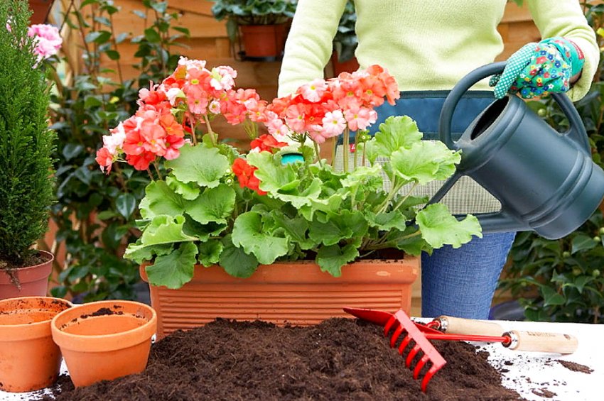 5 секретів пишної пеларгонії 5 секретів пишної пеларгонії