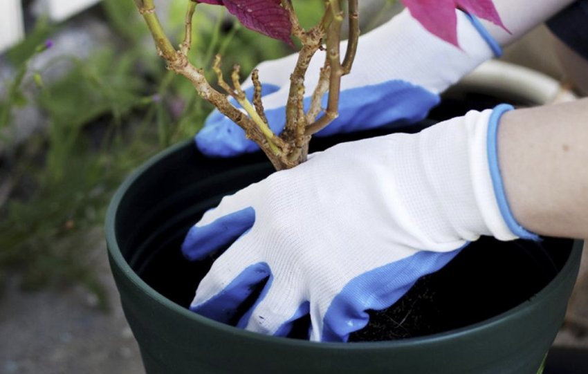 Пересадка пуансеттії Пересадка пуансеттії