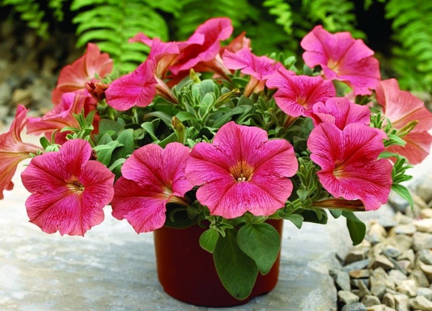 10 незвичайних однорічних, які варто посадити в 2020 році 10 незвичайних однорічних, які варто посадити в 2020 році