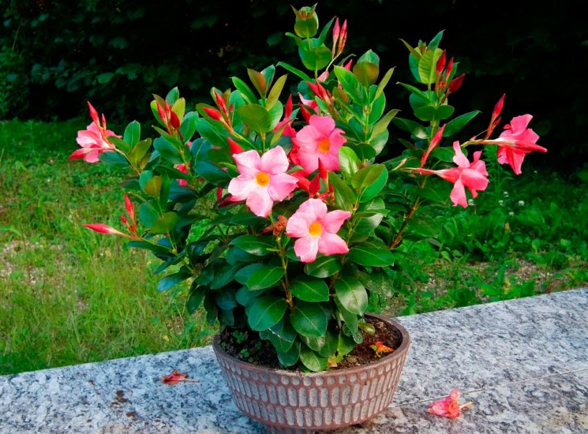 10 незвичайних однорічних, які варто посадити в 2020 році 10 незвичайних однорічних, які варто посадити в 2020 році