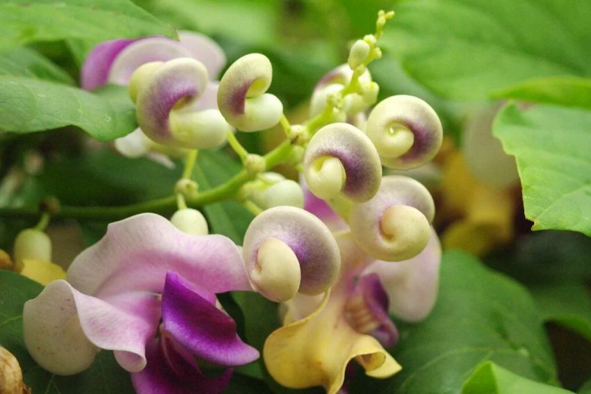 10 видов нестандартних однолітків, які варто посадити в 2020 році 10 видов нестандартних однолітків, які варто посадити в 2020 році