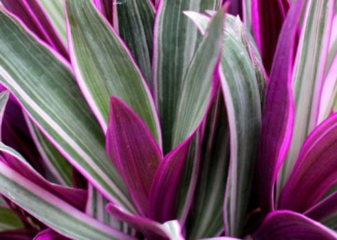 Цветок рео: уход в домашних условиях