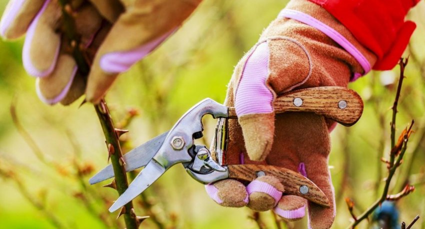 Обрізка троянд Обрізка троянд