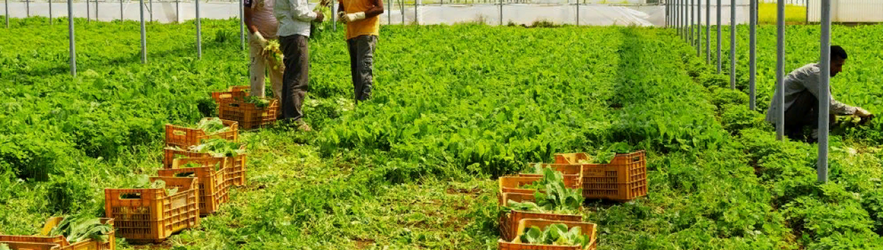 В'їзд сезонним працівникам Німеччини буде відкритий