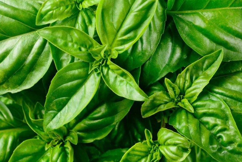 6 важливих правил вирощування базиліку 6 важливих правил вирощування базиліку