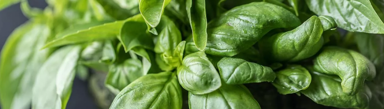 6 важливих правил вирощування базиліку