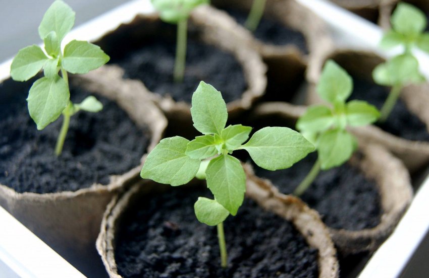 6 важливих правил вирощування базіліку 6 важливих правил вирощування базіліку