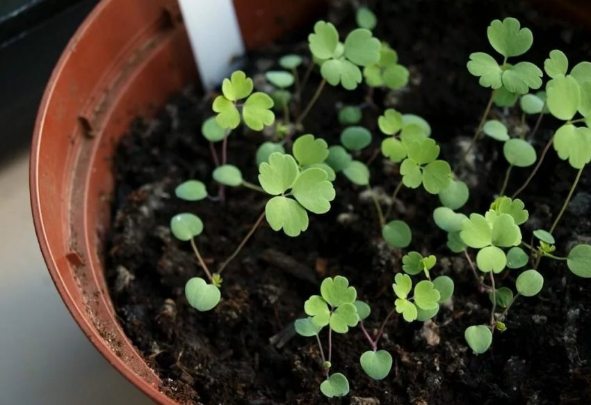 6 важливих правил вирощування базиліку 6 важливих правил вирощування базиліку