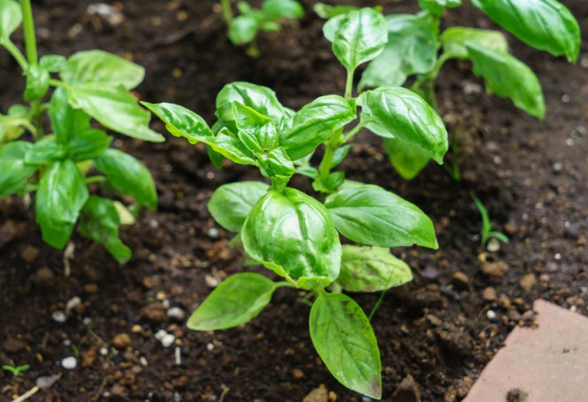 6 важливих правил вирощування базиліку 6 важливих правил вирощування базиліку
