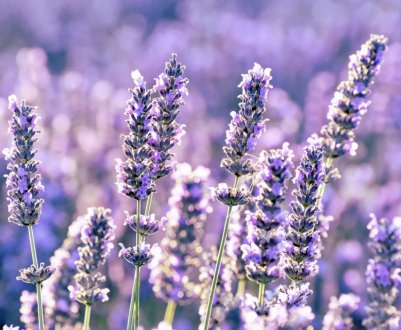 Весняна обрізка лаванди для розкішного цвітіння