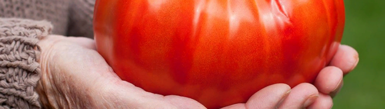 10 найбільших і врожайних сортів помідорів