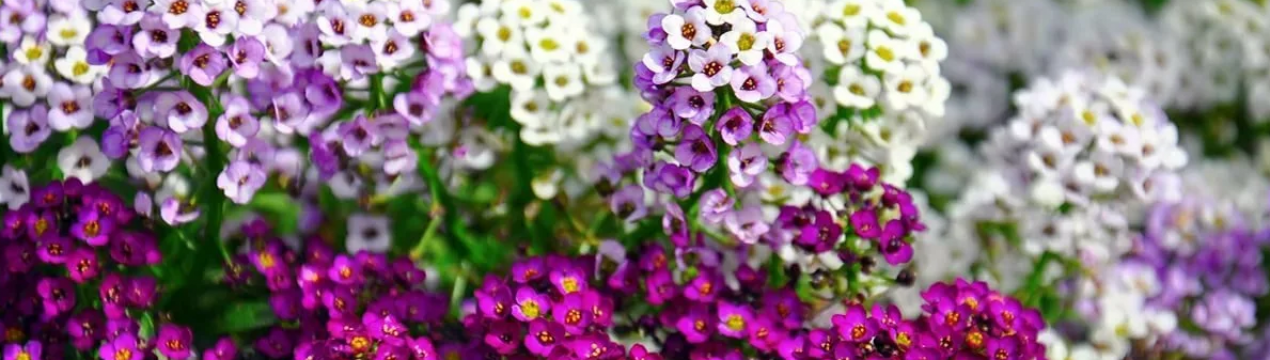 10 незвичайних щорічників, які варто посадити у 2020 році