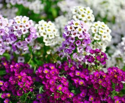 10 незвичайних щорічників, які варто посадити у 2020 році