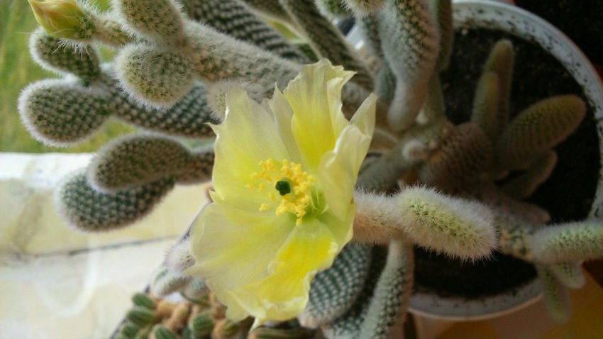 Опунція в домашніх умовах